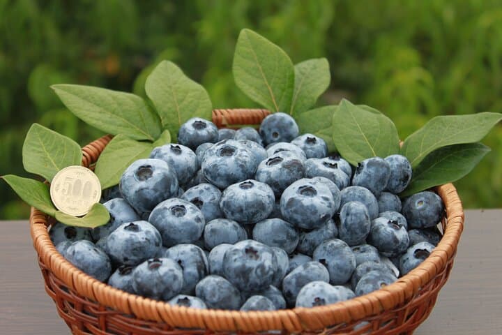 Blueberry picking and picking experience garden — photo 2