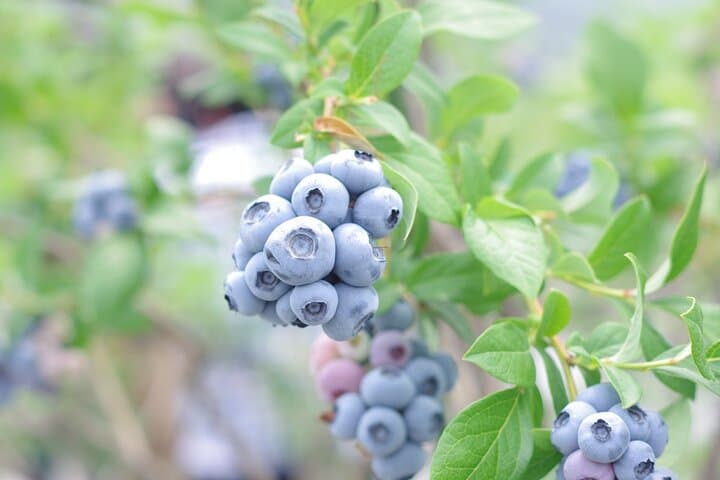 Blueberry picking and picking experience garden — photo 5