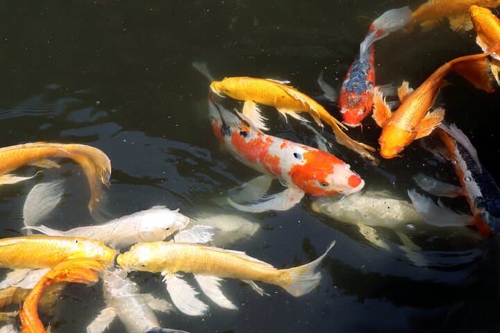 Imperial Palace East Garden and Edo Castle Walking Tour in Tokyo — photo 18
