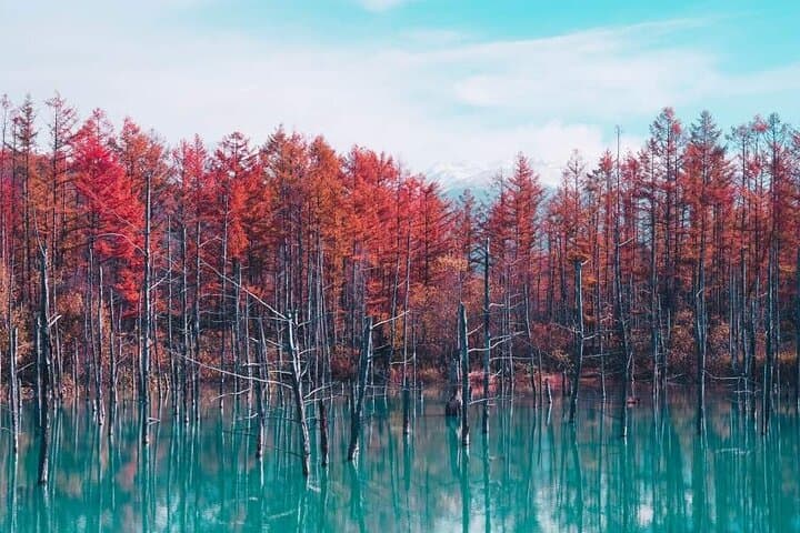 Hokkaido: Biei Blue Pond and Furano Flower Farm Day Trip — photo 2