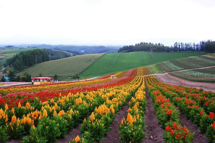 Hokkaido: Biei Blue Pond and Furano Flower Farm Day Trip — photo 8