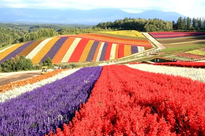 Hokkaido: Biei Blue Pond and Furano Flower Farm Day Trip — photo 4