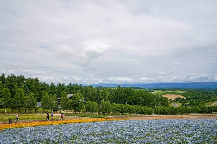 Hokkaido: Biei Blue Pond and Furano Flower Farm Day Trip — photo 5