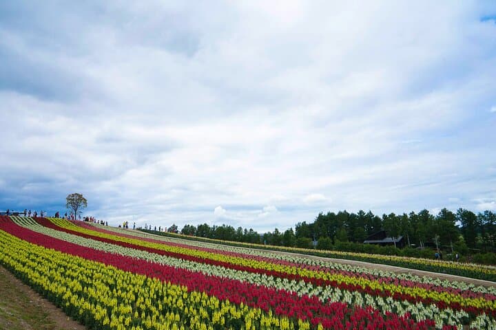 Hokkaido: Biei Blue Pond and Furano Flower Farm Day Trip — photo 9