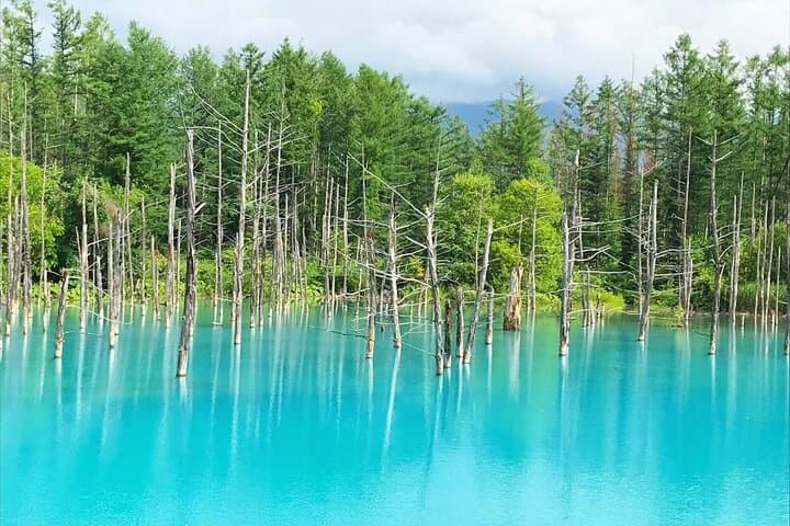 Hokkaido: Biei Blue Pond and Furano Flower Farm Day Trip — photo 6