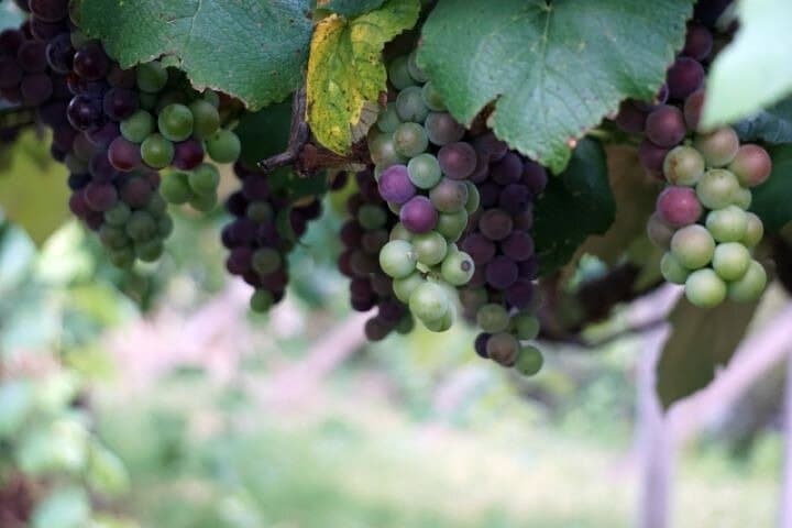 Yamanashi Koshu Winery Private Tour with Licensed Guide & Vehicle — photo 12