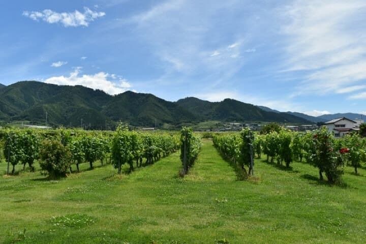 Yamanashi Koshu Winery Private Tour with Licensed Guide & Vehicle — photo 19