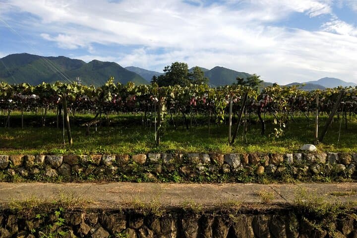 Yamanashi Koshu Winery Private Tour with Licensed Guide & Vehicle — photo 18