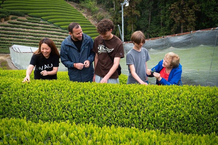 7hr Private Wazuka True Hidden Kyoto Matcha Farm Experience — photo 3