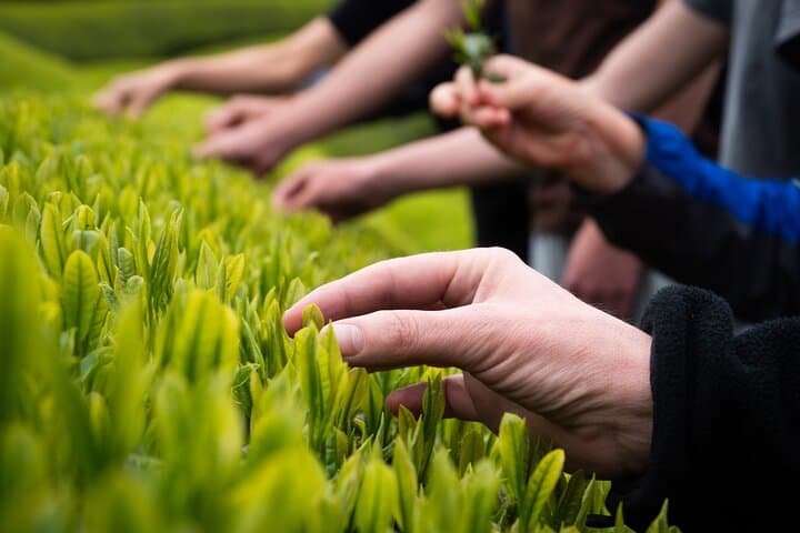 7hr Private Wazuka True Hidden Kyoto Matcha Farm Experience — photo 7