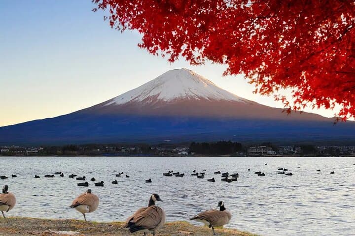 Mt. Fuji Tour: 5th Station Arakurayama Sengen Park & Matcha Tokyo — photo 6