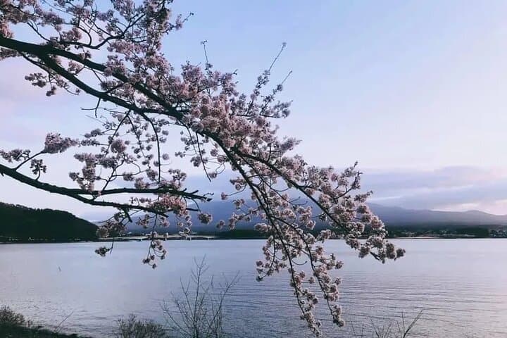 Mt. Fuji Tour: 5th Station Arakurayama Sengen Park & Matcha Tokyo — photo 7
