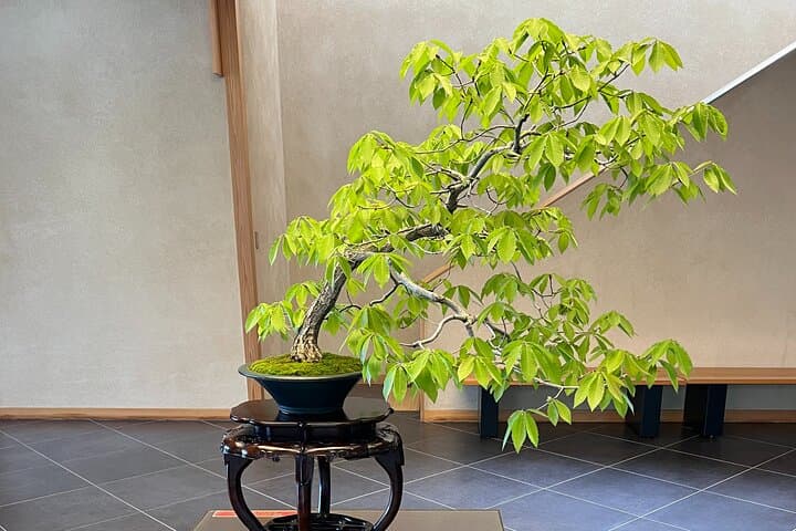 Private Omiya Bonsai Village Tour with Licensed Guide — photo 16