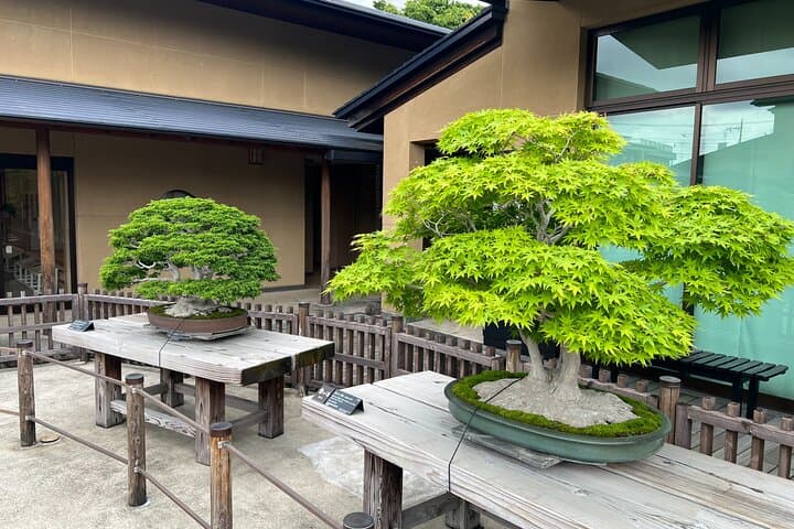 Private Omiya Bonsai Village Tour with Licensed Guide — photo 17