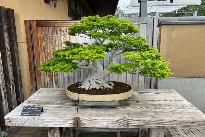 Private Omiya Bonsai Village Tour with Licensed Guide — photo 15