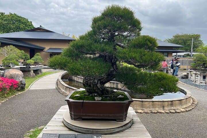 Private Omiya Bonsai Village Tour with Licensed Guide — photo 18