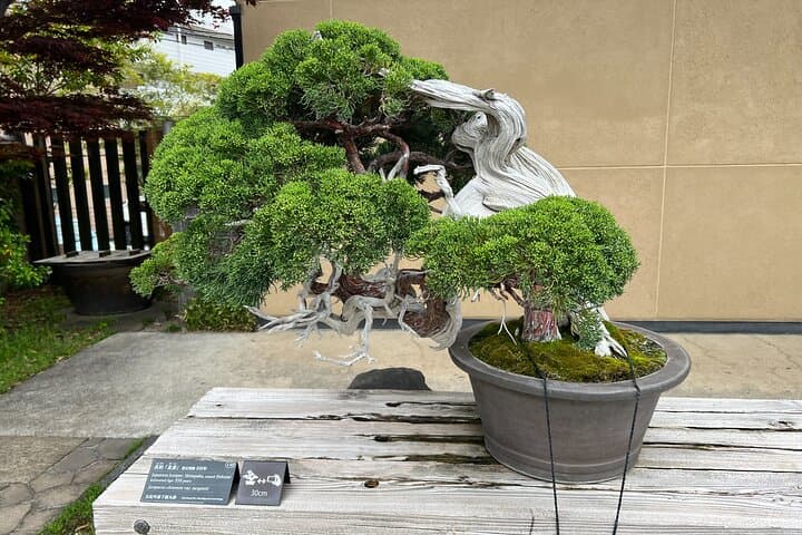 Private Omiya Bonsai Village Tour with Licensed Guide — photo 19