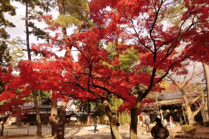 Full Day Private Walking Day Tour in Kyoto with Tea — photo 3