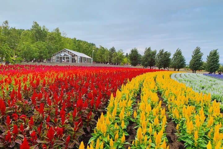 Hokkaido Asahiyama Zoo, Biei & Ningle Terrace Day Tour | Hokkaido — photo 9