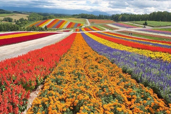 Hokkaido Asahiyama Zoo, Furano & Ningle Terrace Scenic Day Tour — photo 8