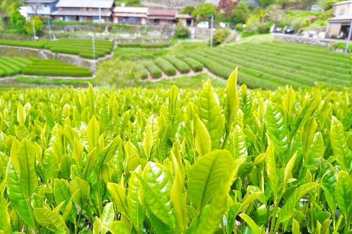 Untouched Japanese Mountain Villages on a Guided English Tour — photo 5