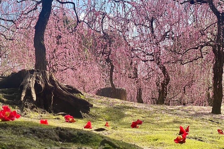 Full Day Private Tour in Kyoto with Pickup — photo 19