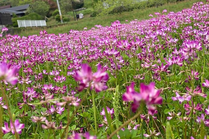 Exclusive Luxury Day Tours Serene Nara — photo 8