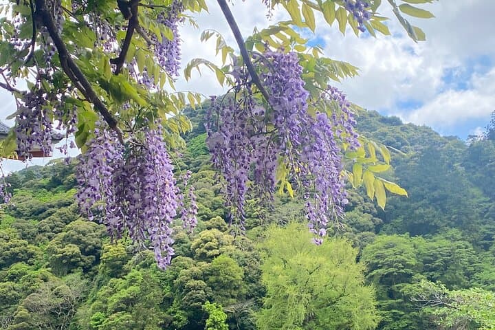 Exclusive Luxury Day Tours Serene Nara — photo 12