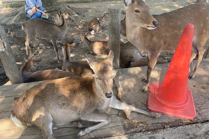 Exclusive Luxury Day Tours Serene Nara — photo 18