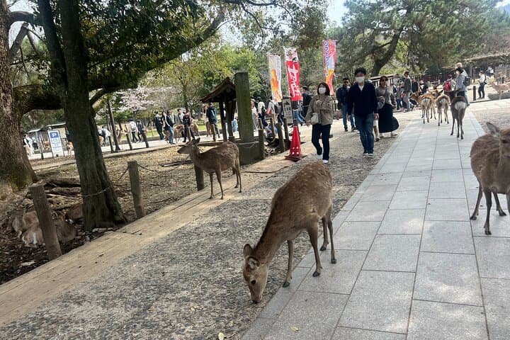 Nara Day Trip from Kyoto with a Licensed Guide — photo 16
