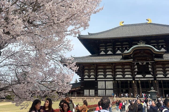 Nara Day Trip from Kyoto with a Licensed Guide — photo 1