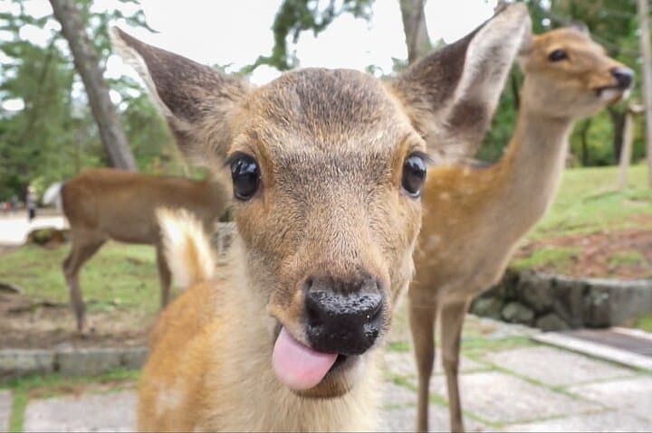 Nara Day Trip from Kyoto with a Licensed Guide — photo 15