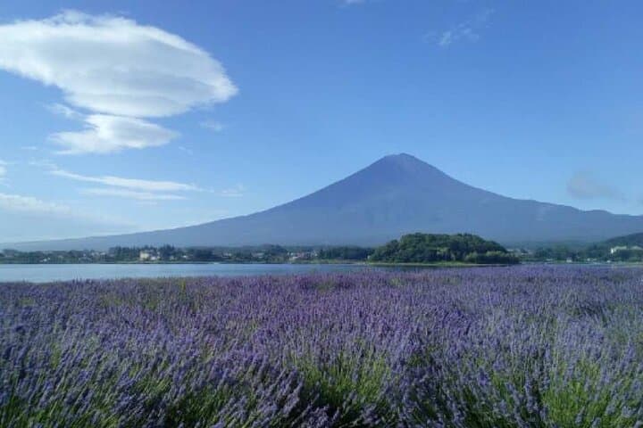 Mt Fuji 5th Station, Oshino Hakkai, Kawaguchiko Matcha Experience — photo 7