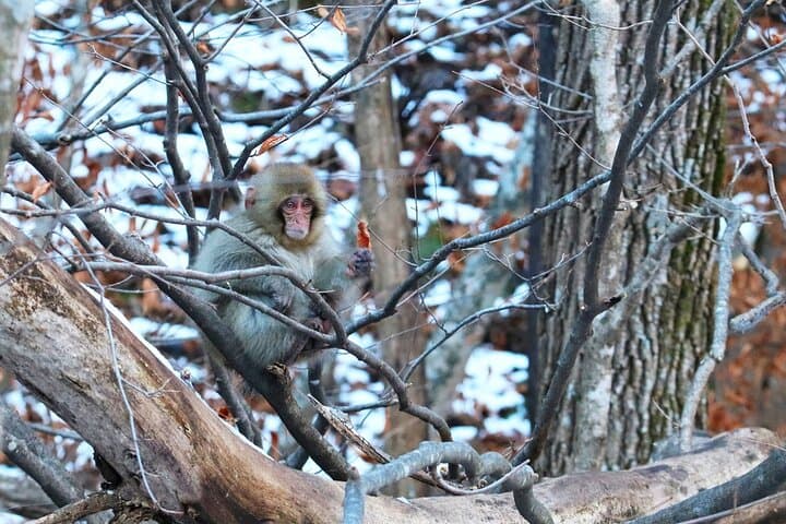 From Tokyo: Nagano Snow Monkey Park Private Tour — photo 3