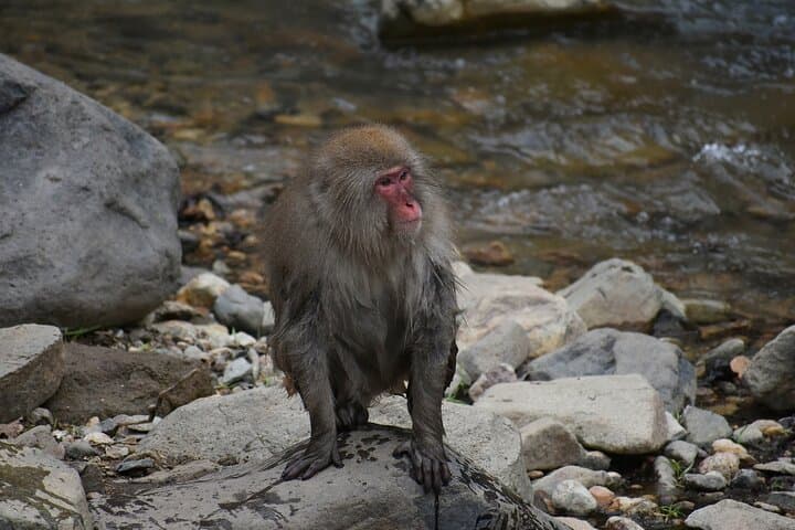 From Tokyo: Nagano Snow Monkey Park Private Tour — photo 4
