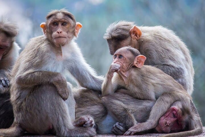 From Tokyo: Nagano Snow Monkey Park Private Tour — photo 5