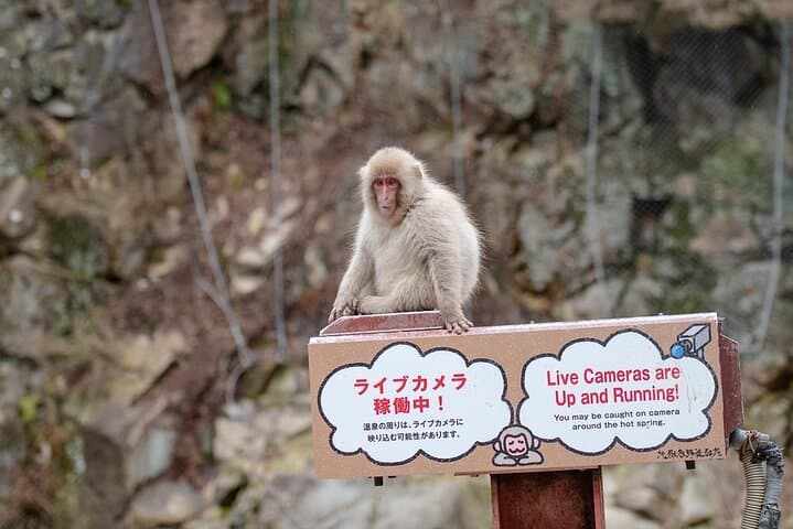 From Tokyo: Nagano Snow Monkey Park Private Tour — photo 6