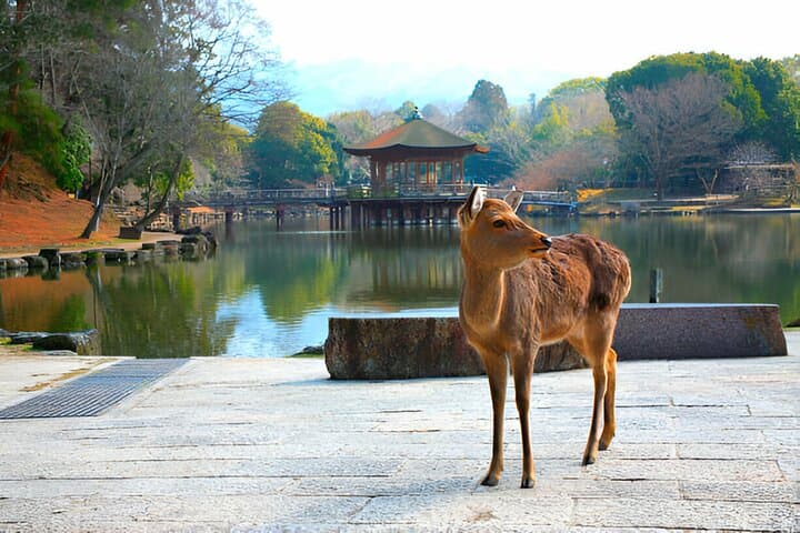 3 Days Private Osaka Kyoto and Nara Tour With English Driver — photo 4