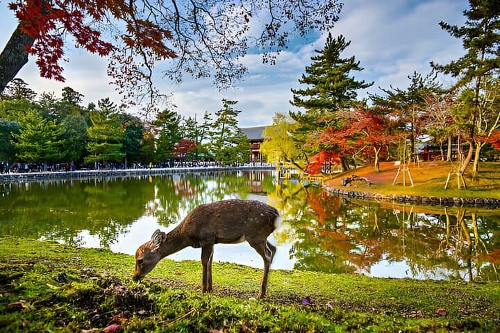 3 Days Private Osaka Kyoto and Nara Tour With English Driver — photo 5