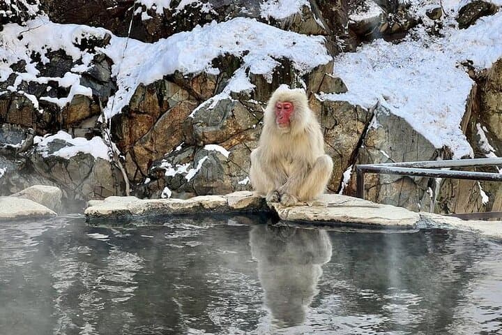 Full Day Nagano Tour Jigokudani Park And Zenkuji Temple — photo 2