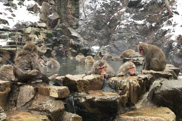 Full Day Nagano Tour Jigokudani Park And Zenkuji Temple — photo 3
