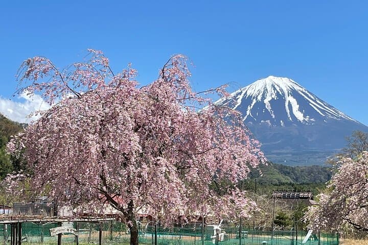 Mt FUJI - Panoramic Tour w/ Hoto Lunch, JP Sake & Onsen tatto OK! — photo 16