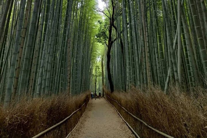 Kyoto Private Tour with National Licensed Guide — photo 10