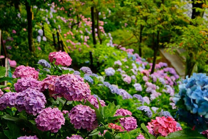 Introducing all the Famous Spots in Kamakura and Enoshima! — photo 2
