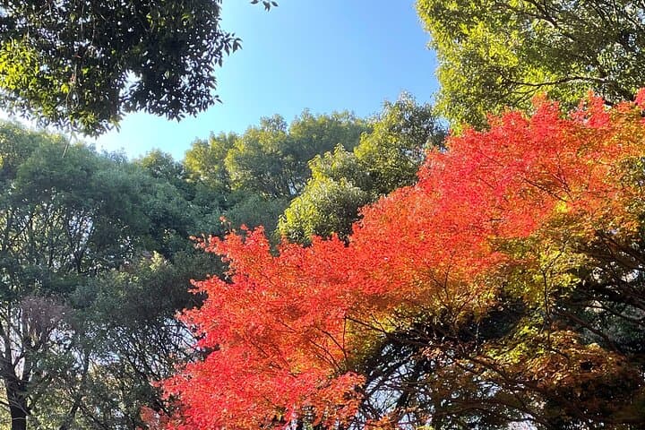 "Enjoy Tokyo Tour" Harajuku Meiji-jingu & Delicious Sake Tasting — photo 3