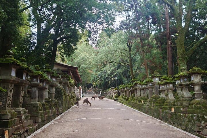 Private Nara Experience with Local Guide — photo 3