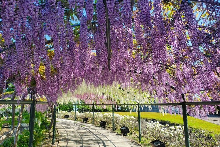 Hamamatsu Flower Park & Lake Hamana Private Tour with Public Bus — photo 2