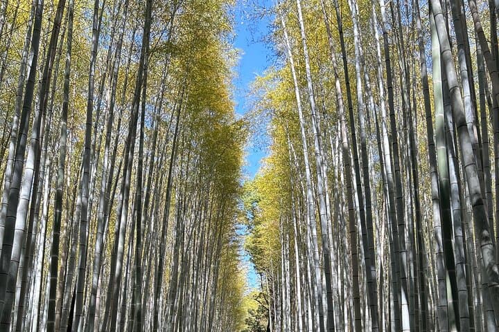 KYOTO and NARA TOUR with FREE ENTRANCE FEE(DRIVER ONLY) — photo 11