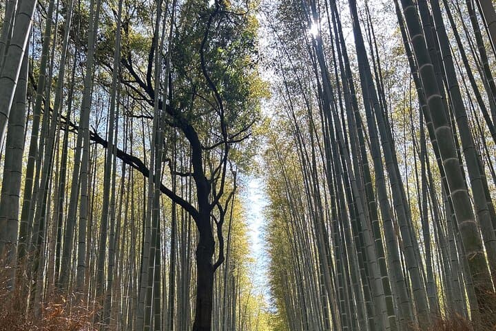 KYOTO and NARA TOUR with FREE ENTRANCE FEE(DRIVER ONLY) — photo 12