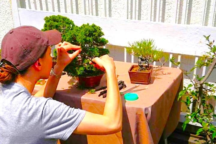 Bonsai Tour & Experience at the Most Sacred City for Bonsai in JP — photo 19